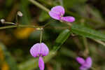 Pine barren ticktrefoil